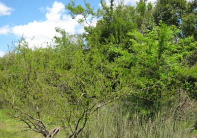 Recuperación de la Biodiversidad en las orillas del Santa Lucía Chico