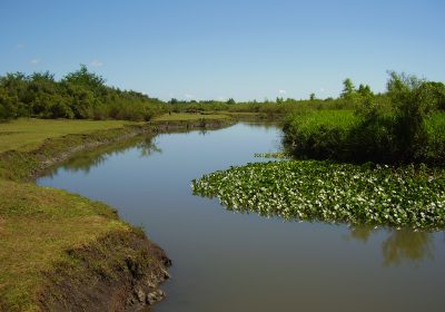 Control de Gleditsia Triacanthos en el Parque Nacional y sitio Ramsar de Esteros de Farrapos e islas del Río Uruguay y su sustitución por plantas de especies nativas