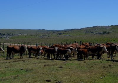 Productores ganaderos restaurando ecosistemas degradados en Tacuarembó