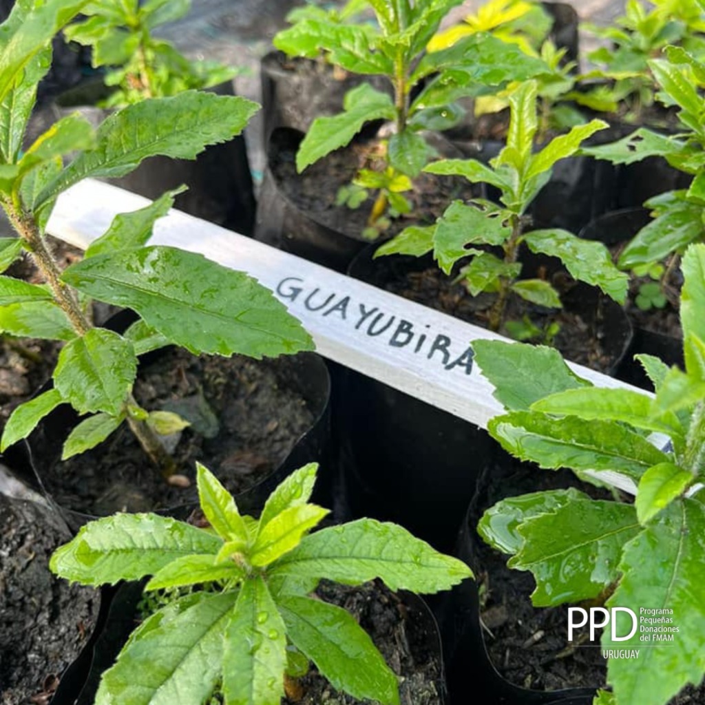 construcciondeinvernaculo202204