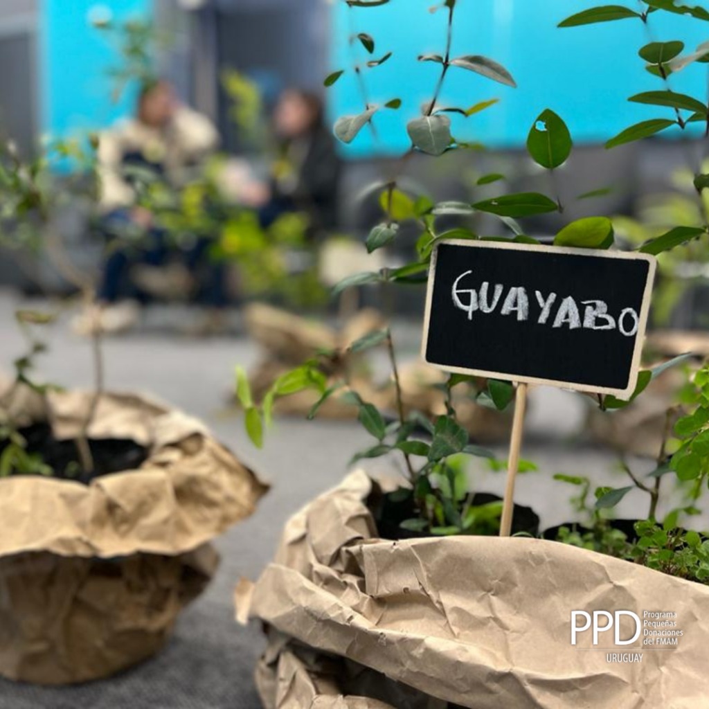 presentaciondelproyecto29demarzo04