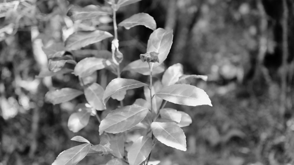 A principios de abril, el equipo del PPD Uruguay junto con integrantes del Comité Nacional de Coordinación organizaron un encuentro virtual con los distintos proyectos que recientemente se han apoyado con el fin de compartir la manera que cada grupo afronta la situación actual y prepararse para lo que viene.