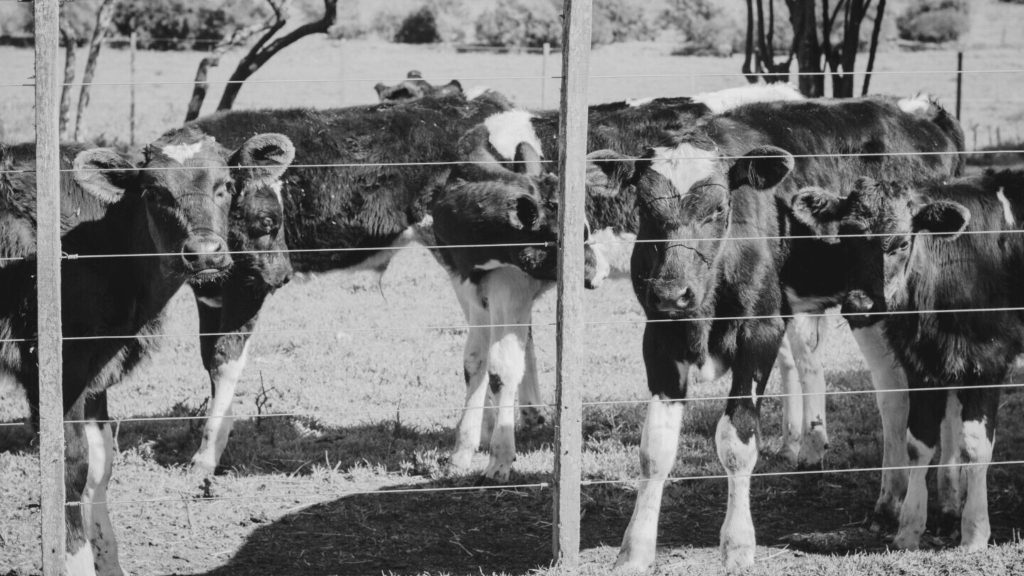 Las Mujeres Rurales de la zona Este de Colonia se juntaron para diseñar un proyecto ecoturístico que incluye desde naturaleza hasta alimentos y artesanías.