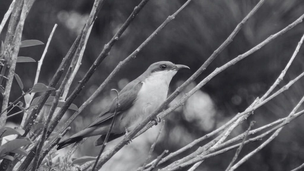 En estos tiempos en que hay que evitar los lugares cerrados, les proponemos conocer algunas experiencias de turismo natural.

Si decimos Paso Centurión, ¿se hacen una idea, se ubican? Quizá hayan escuchado que esta zona en Cerro Largo es un área protegida, pero ¿saben cómo es, qué ofrece?